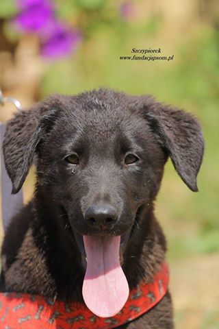 13507221_1123711401005710_3690437275932314282_n