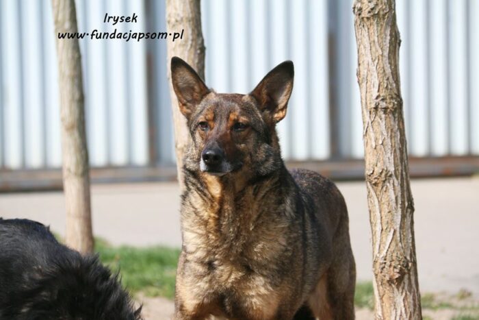 Irysek