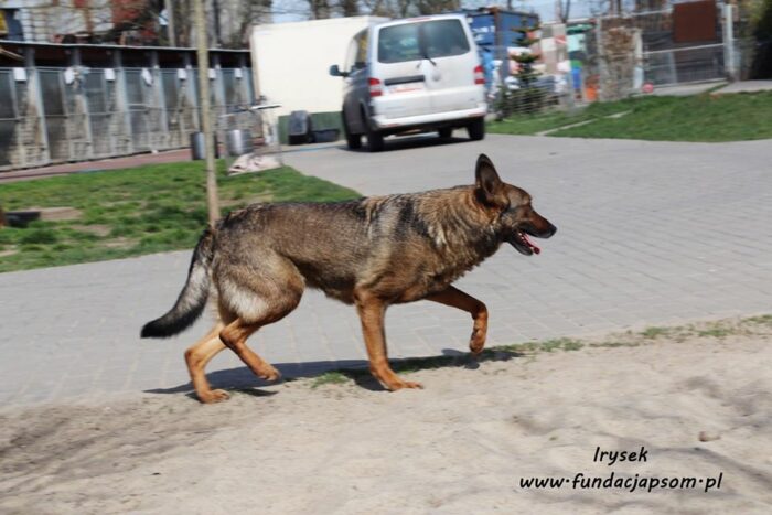 Irysek - obrazek 28
