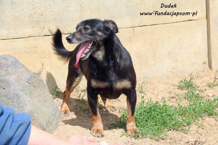 Dudek - obrazek 10