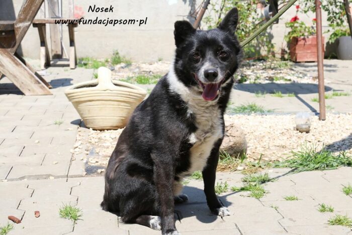 Nosek - obrazek 9