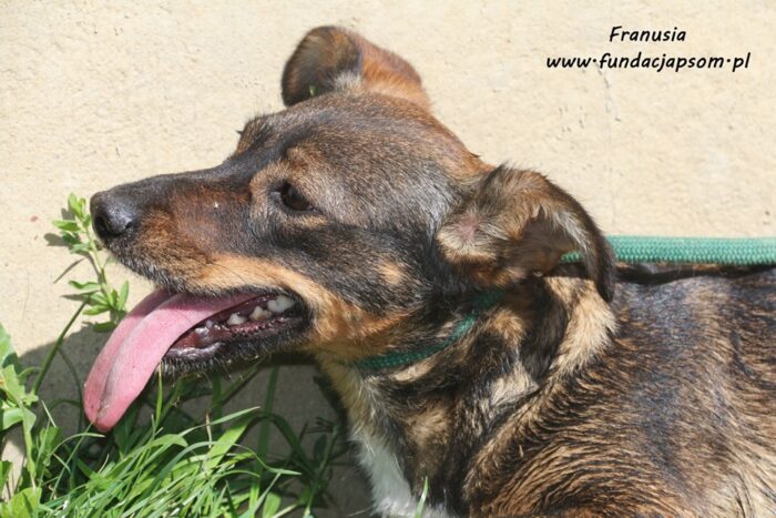 Franusia - obrazek 9