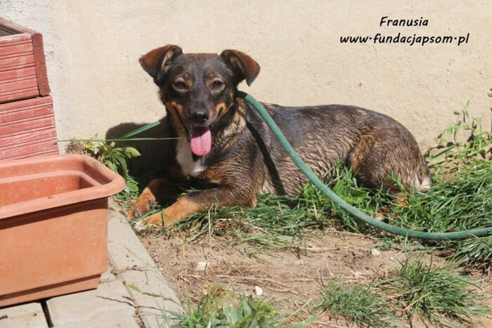 Franusia - obrazek 11