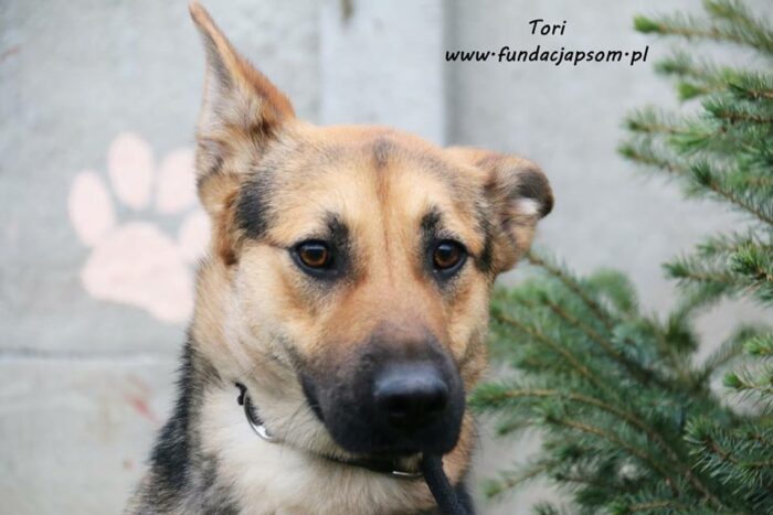 Tori