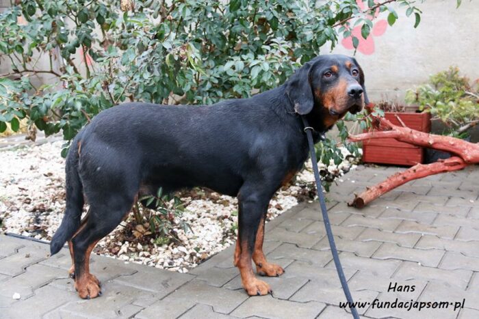 Hans - obrazek 3