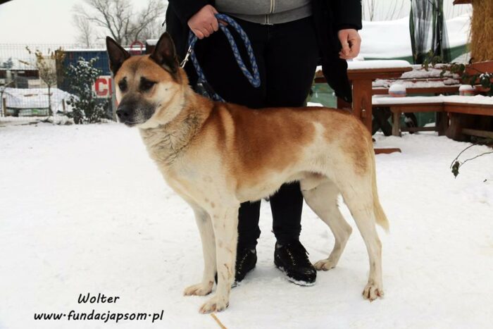 Wolter - obrazek 5