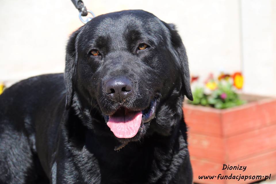 56728335_2305491552827683_5651817807780773888_n