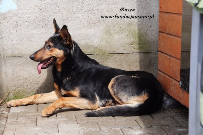 Masza - obrazek 4