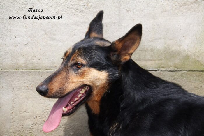 Masza - obrazek 7