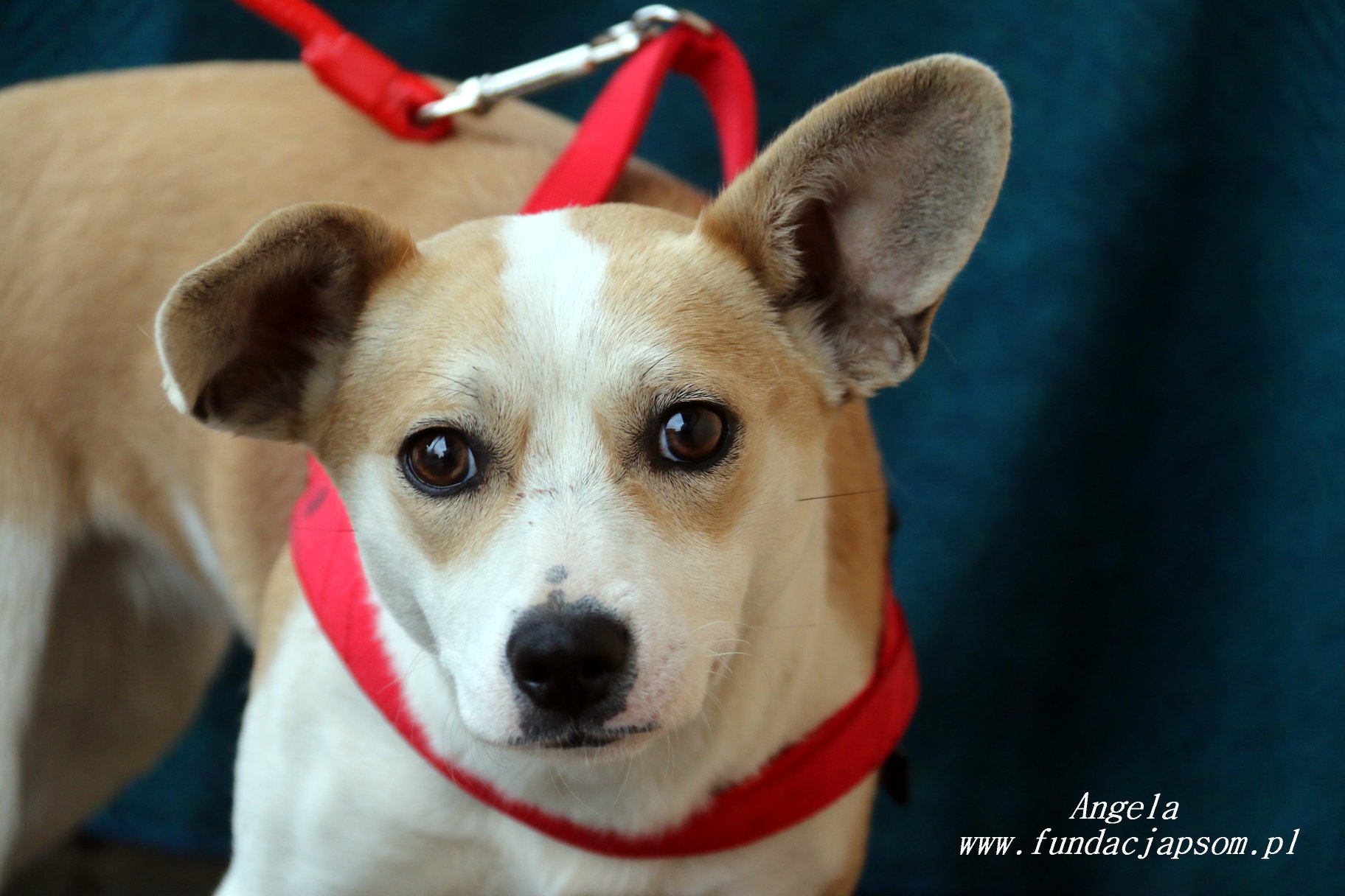 89023257_2971993596177472_1680964394797760512_o