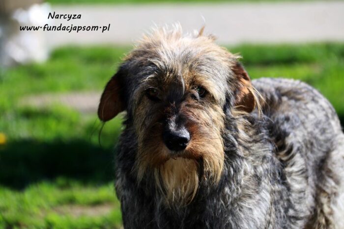 Narcyza