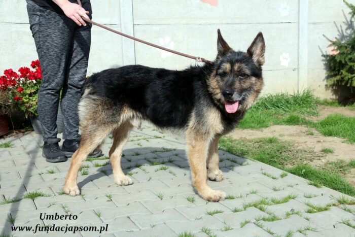 Umberto - obrazek 3