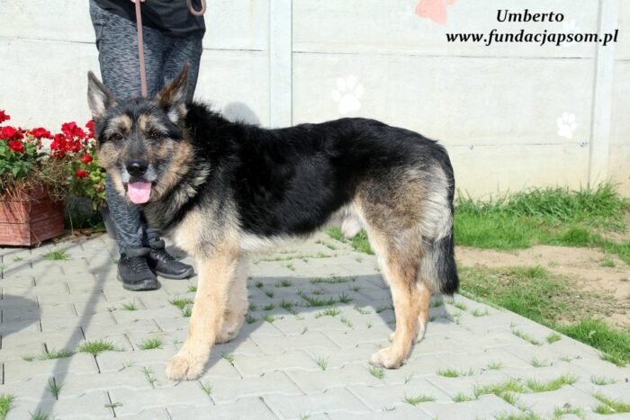 Umberto - obrazek 5