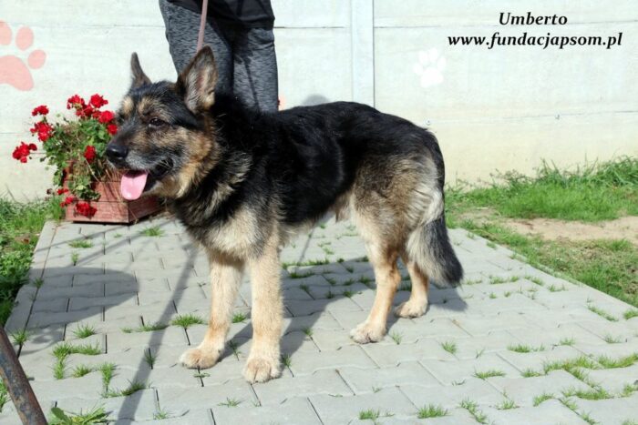 Umberto - obrazek 6