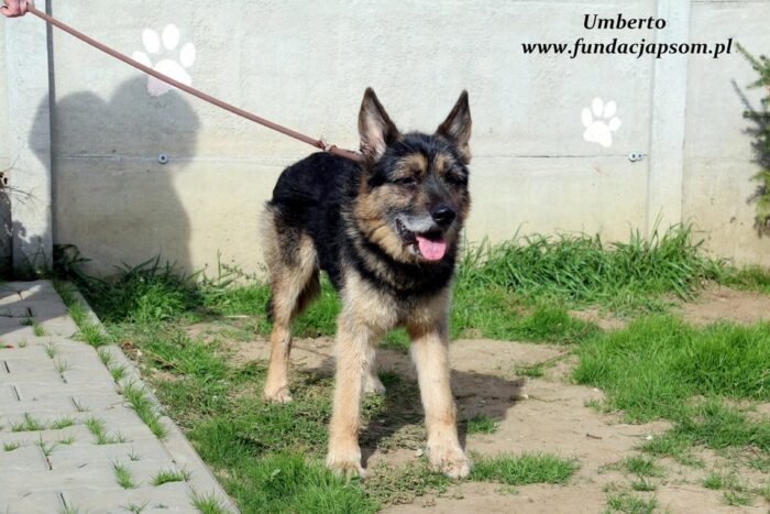 Umberto - obrazek 8