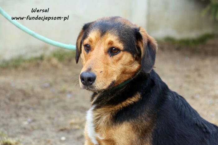 Wersal - obrazek 6