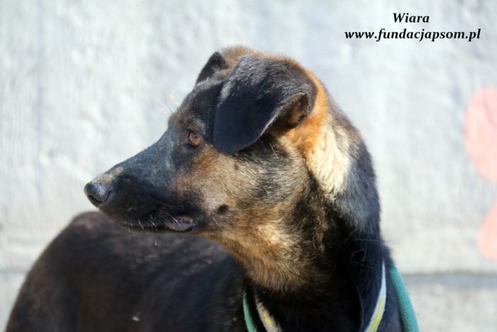 Wiara - obrazek 4