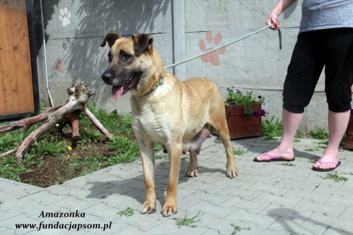 Amazonka - obrazek 5