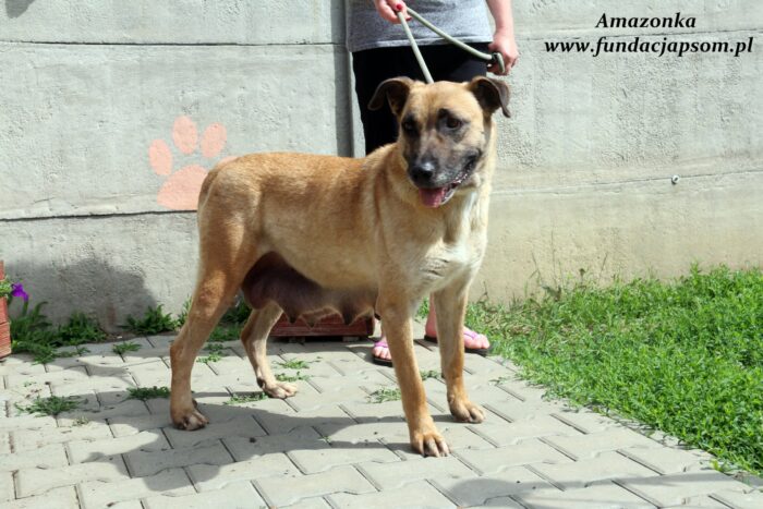 Amazonka - obrazek 6