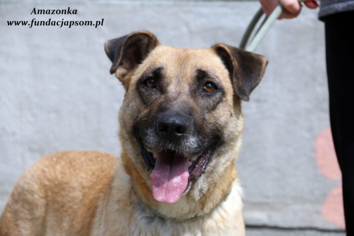 Amazonka