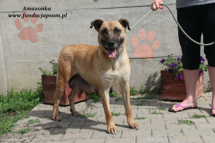Amazonka - obrazek 8