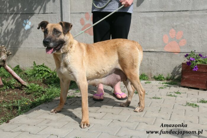 Amazonka - obrazek 9