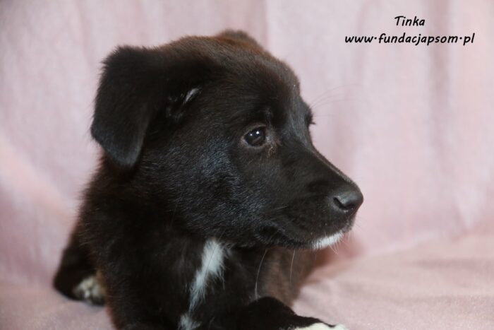 Tinka - obrazek 5