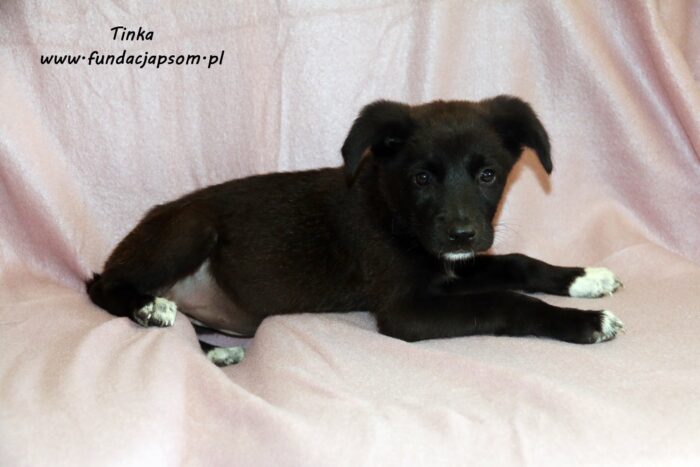 Tinka - obrazek 8