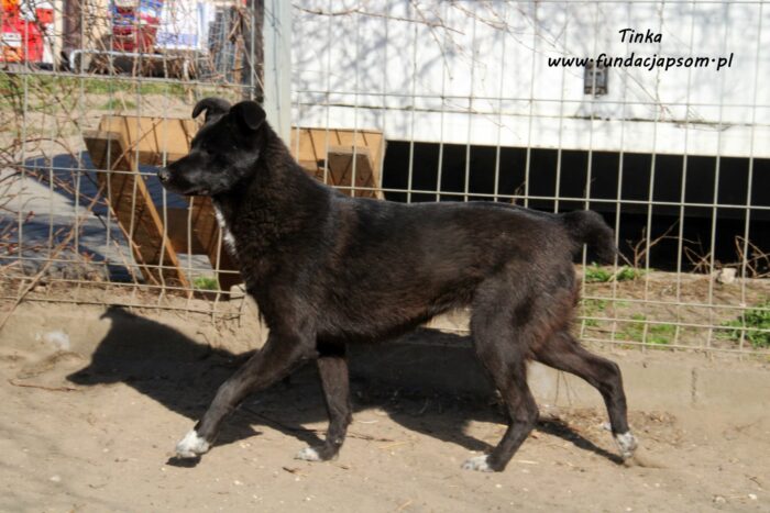 Tinka - obrazek 16