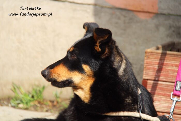 Tartaletka - obrazek 15