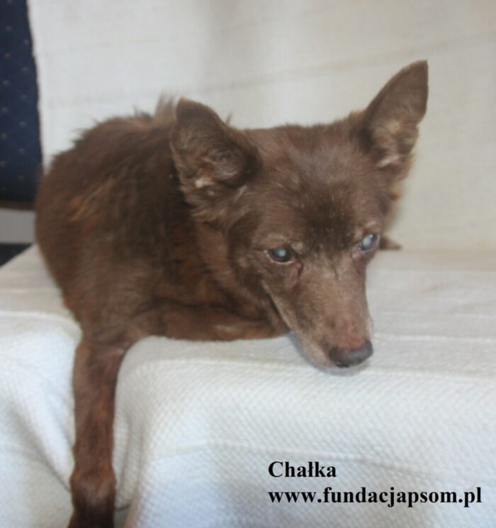 Chałka - obrazek 3