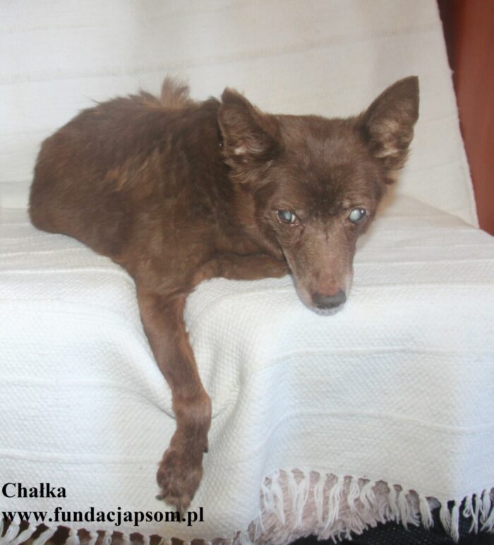 Chałka