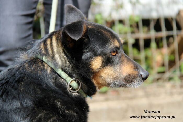 Monsun - obrazek 3