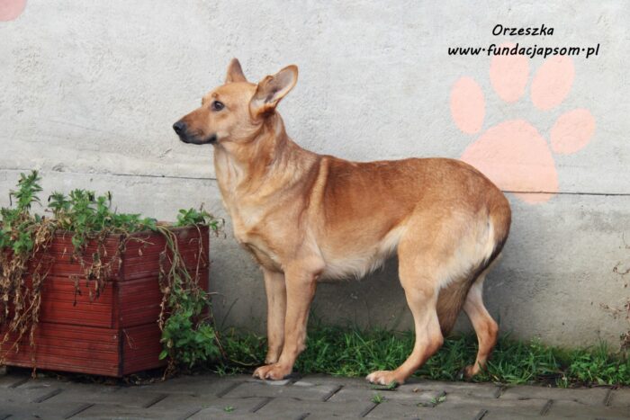 Orzeszka - obrazek 6