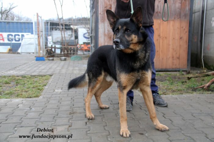 Debiut - obrazek 5