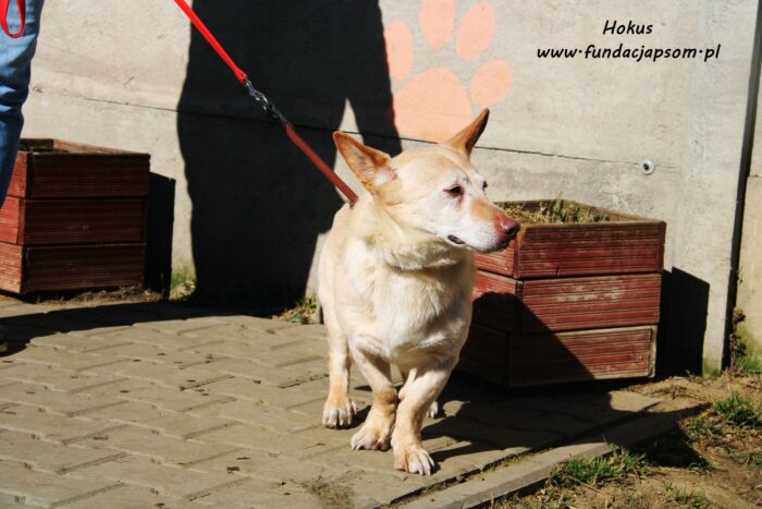Hokus - obrazek 6