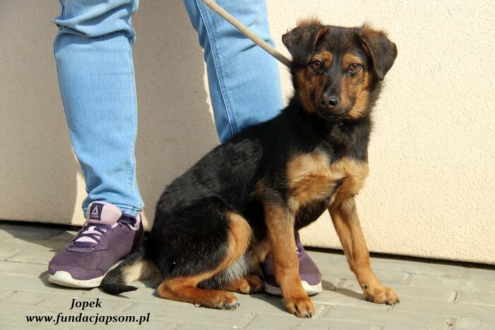 Jopek - obrazek 3