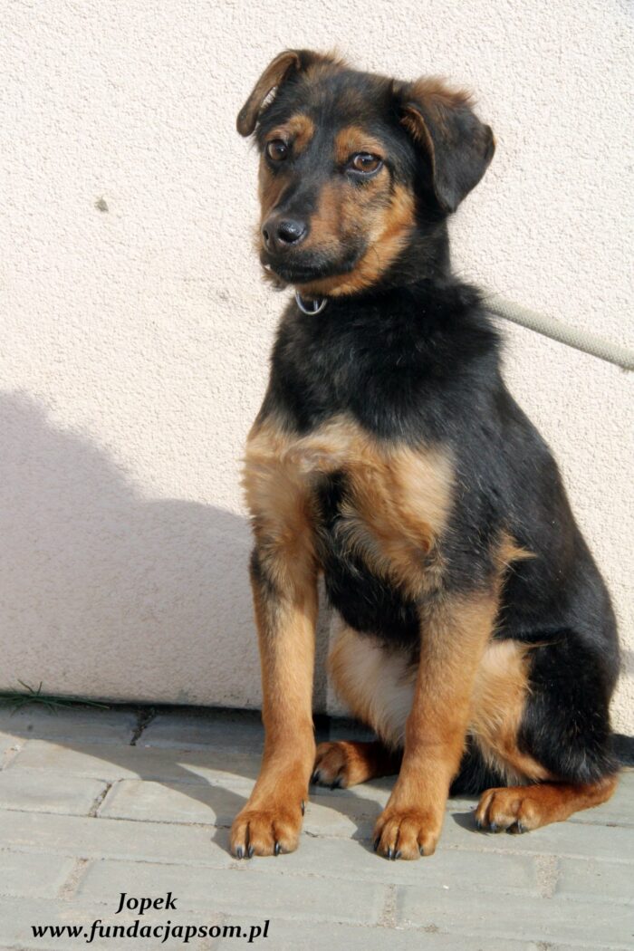 Jopek - obrazek 5
