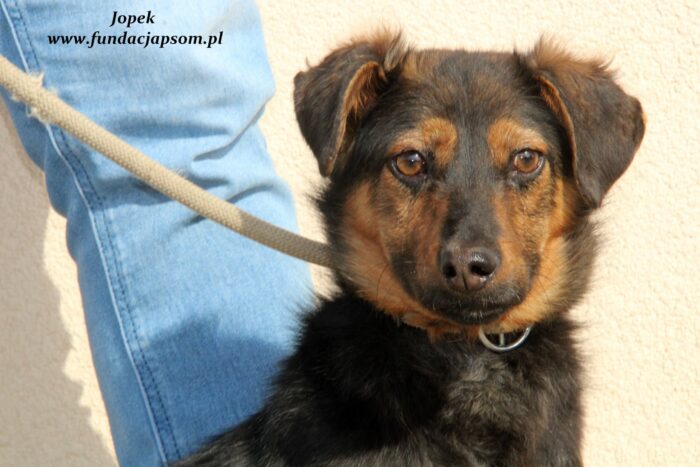 Jopek - obrazek 7