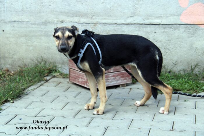 Okazja