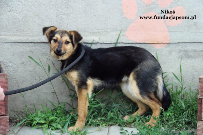 Nikoś