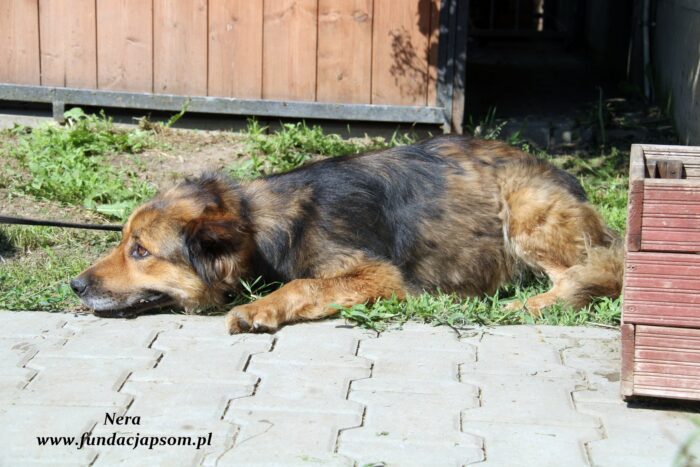 Nera - obrazek 5