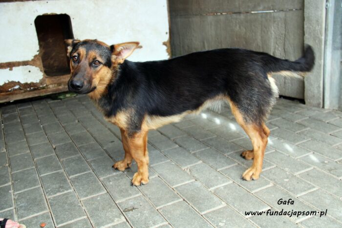 Gafa - obrazek 5