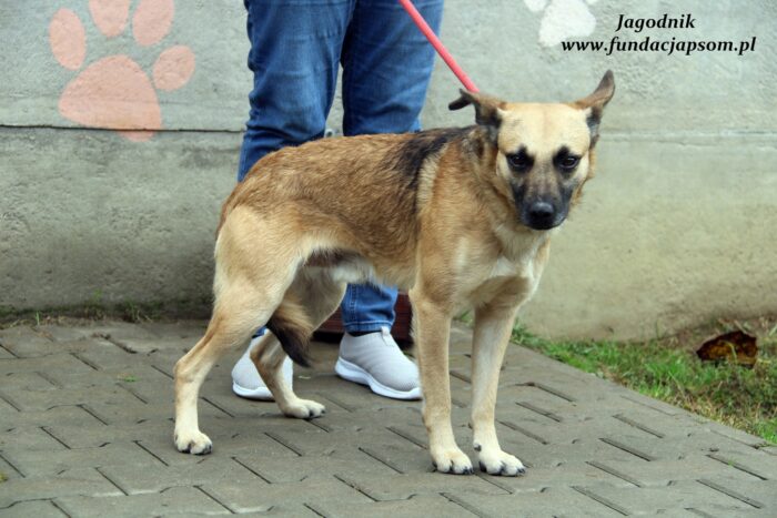 Jagodnik - obrazek 5