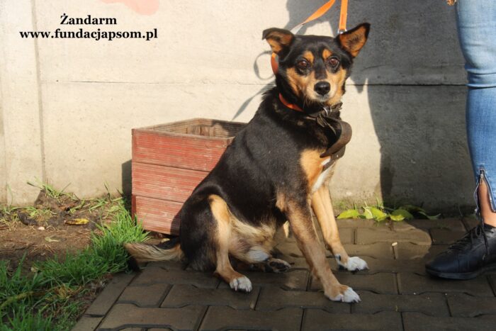 Żandarm - obrazek 8