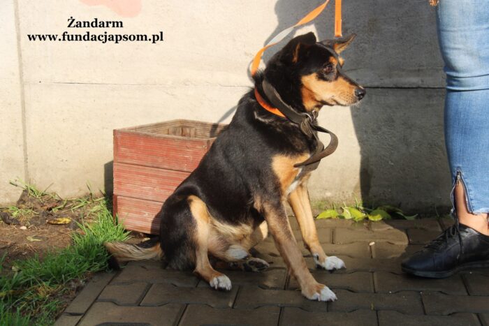 Żandarm - obrazek 10