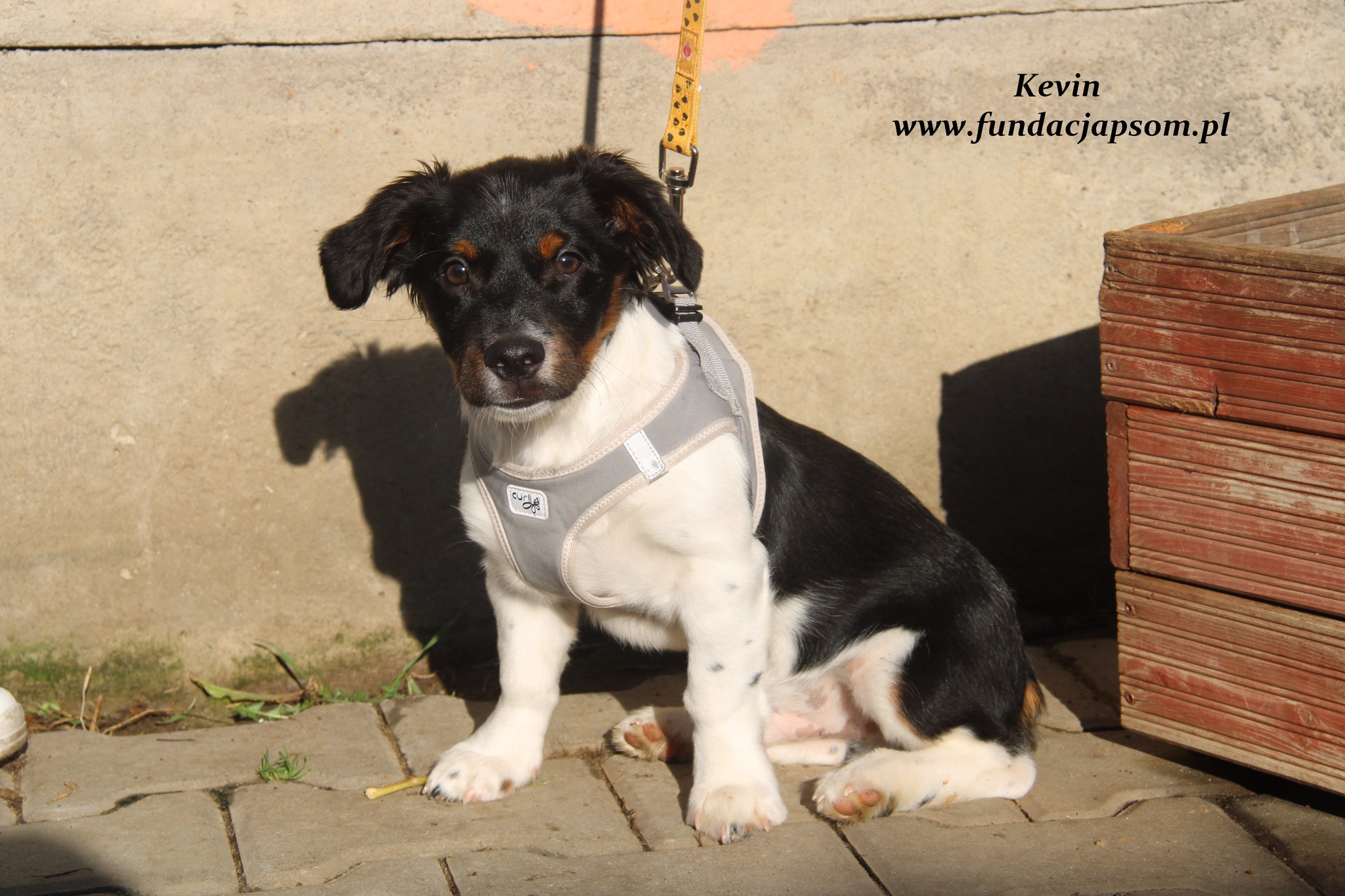 Kevin szczeniak do adopcji Schronisko Nowy Dwór Mazowiecki (7)