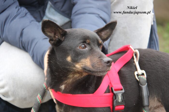 Nikiel