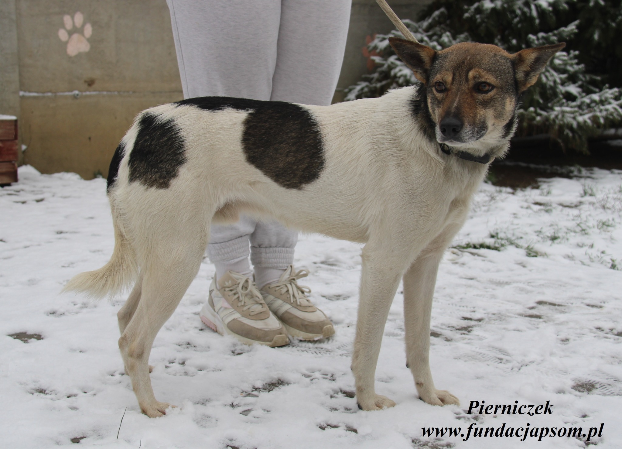 Pierniczek_Wieliszew_Fundacja_01