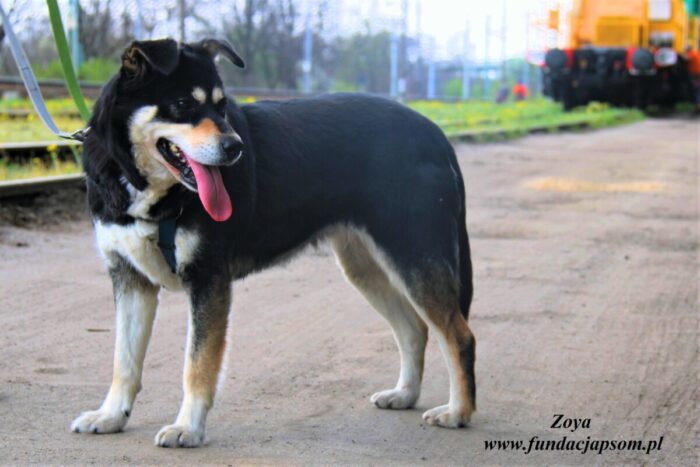 Zoya - obrazek 9